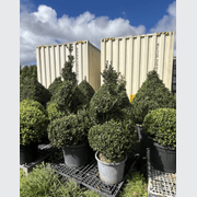 Twists & Spirals Topiary gallery detail image