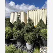 Twists & Spirals Topiary gallery detail image