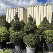 Twists & Spirals Topiary gallery detail image