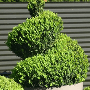 Twists & Spirals Topiary gallery detail image