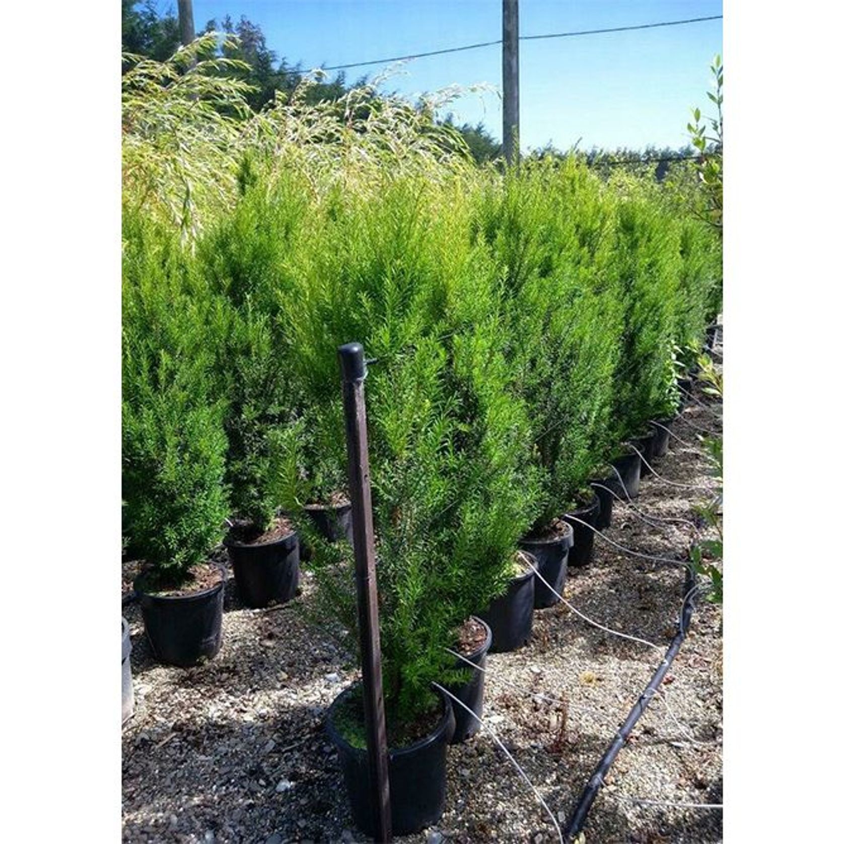 Taxus baccata | English Yew gallery detail image