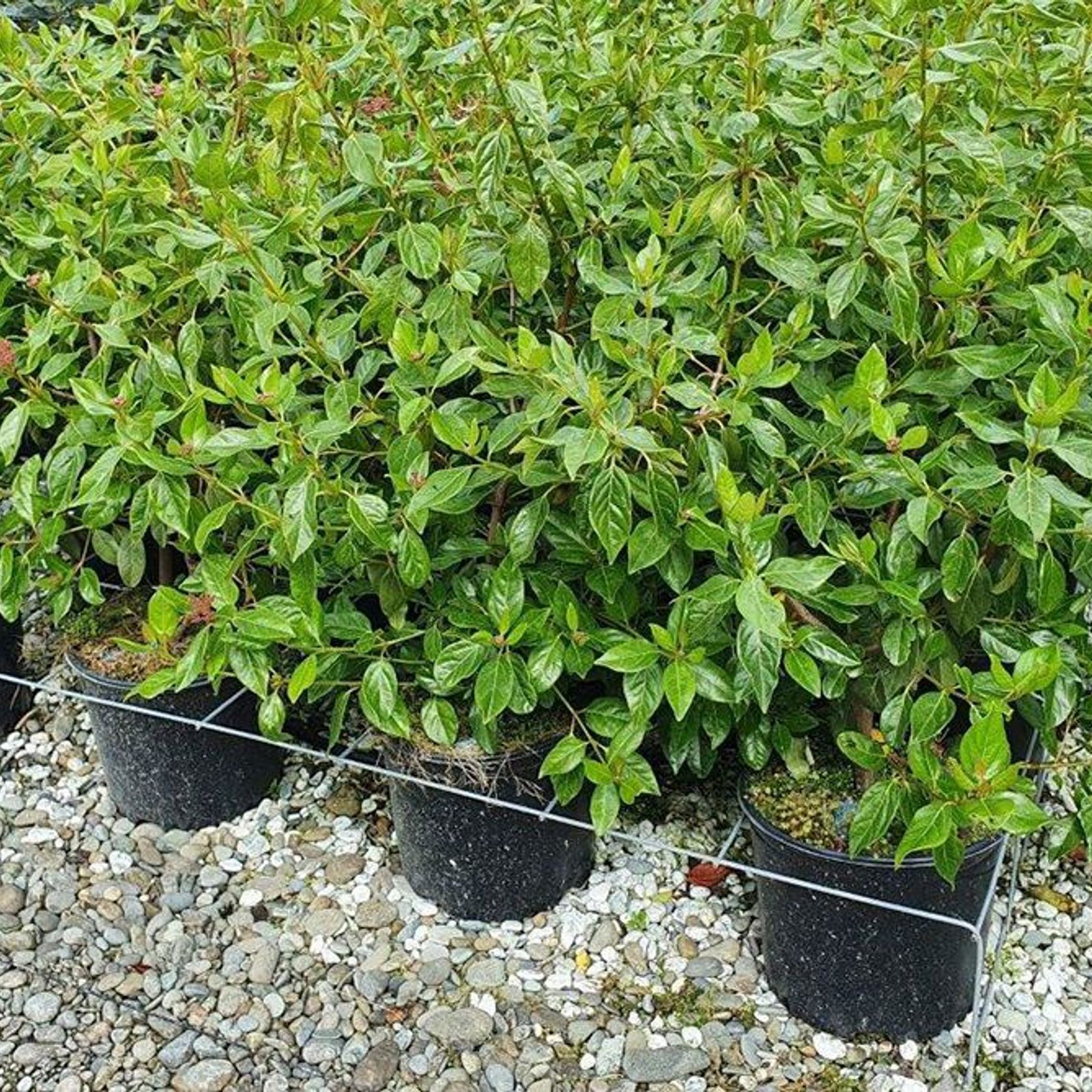 Viburnum tinus 'Lucidum' Evergreen Shrub ArchiPro NZ