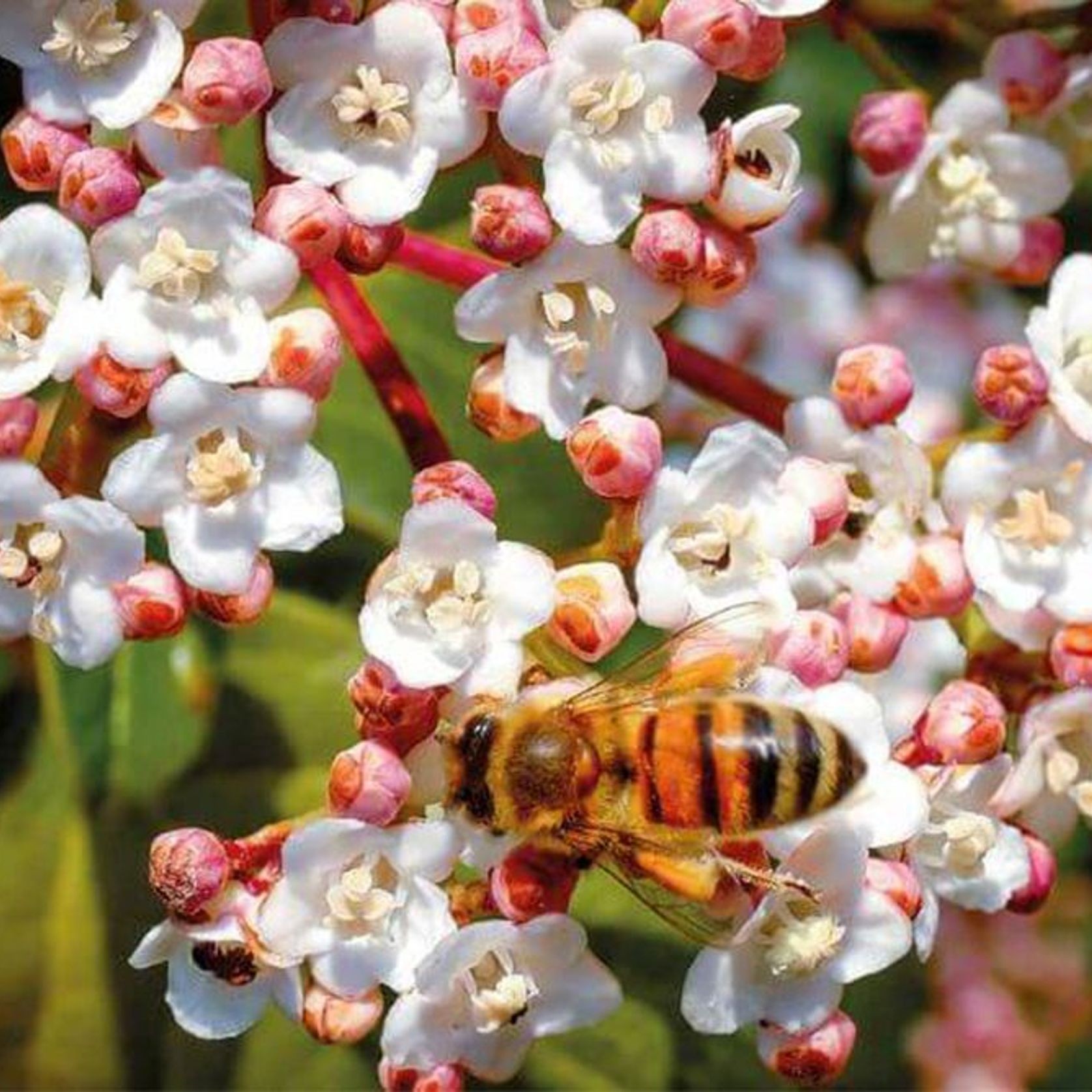 Viburnum tinus 'Lucidum' Evergreen Shrub ArchiPro NZ