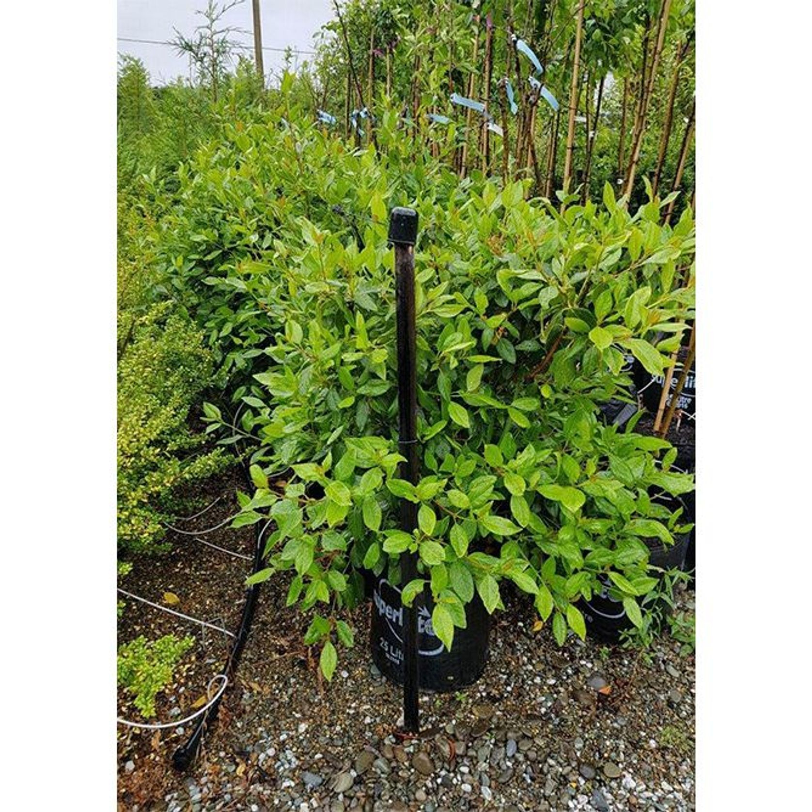 Viburnum tinus 'Lucidum' Evergreen Shrub ArchiPro NZ