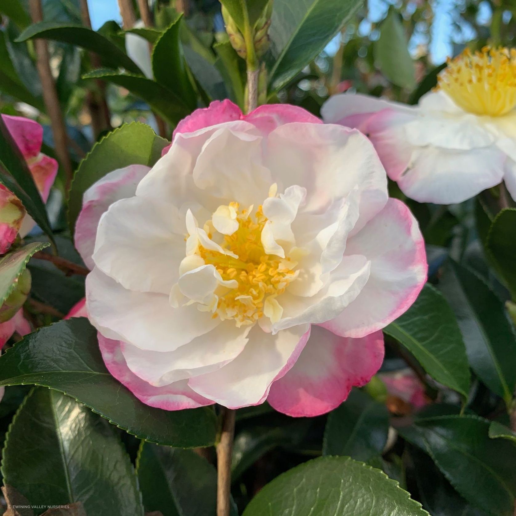 Camellia 'Paradise Venessa' instant hedge gallery detail image