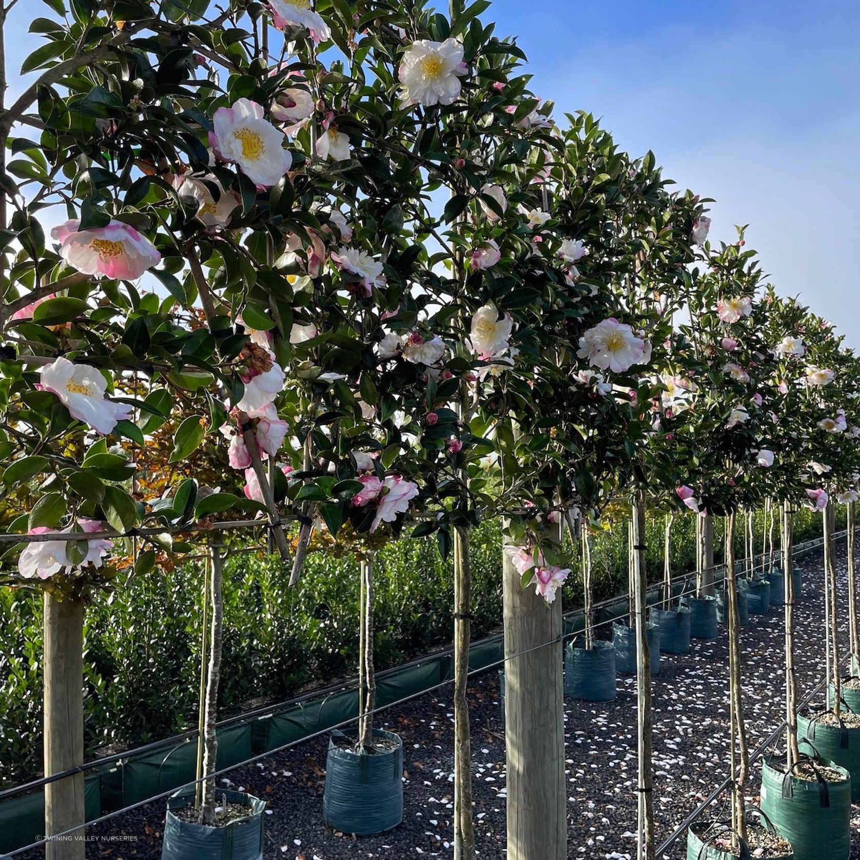 Pleached Screen – Designer Instant Hedge. gallery detail image