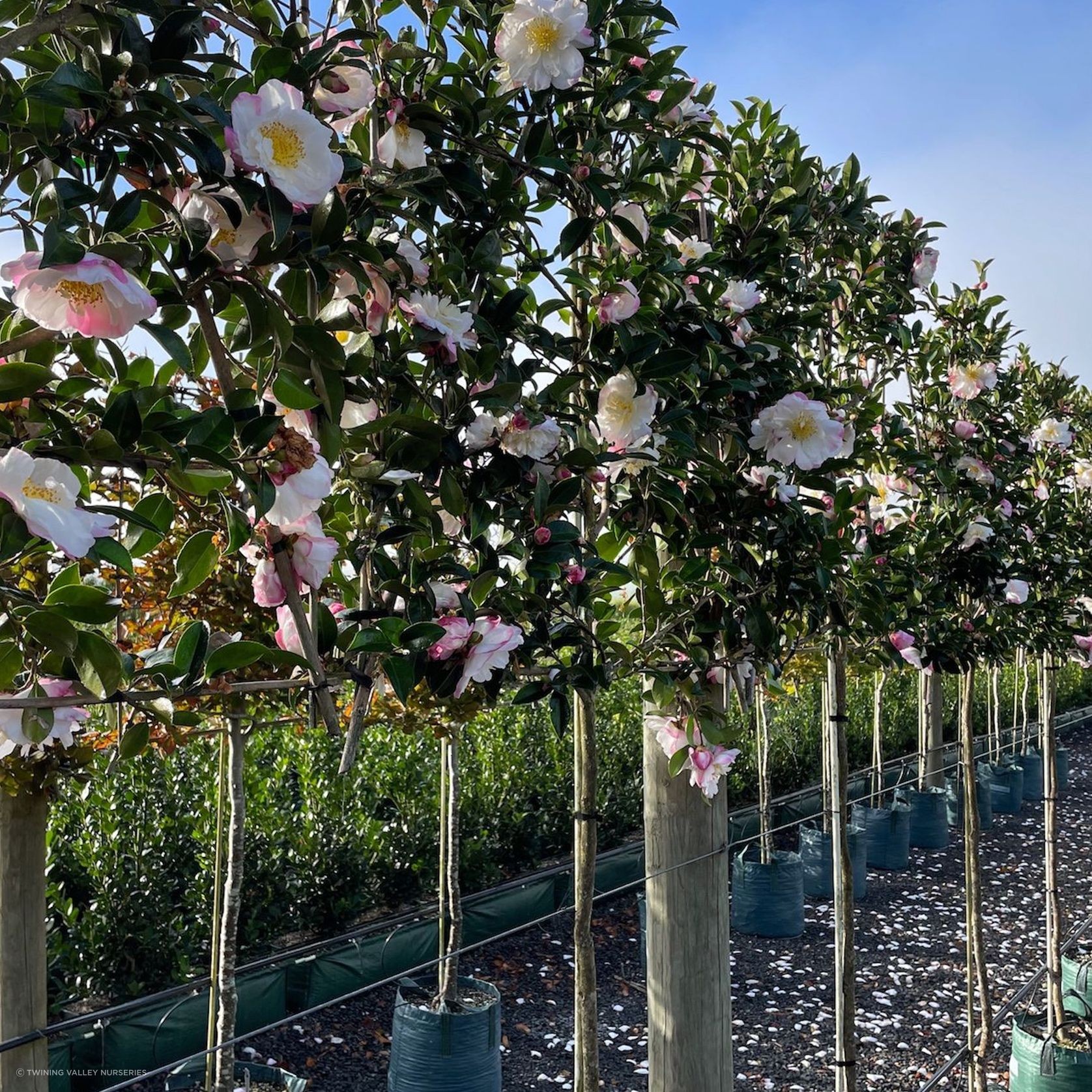 Pleached Screen – Designer Instant Hedge. gallery detail image