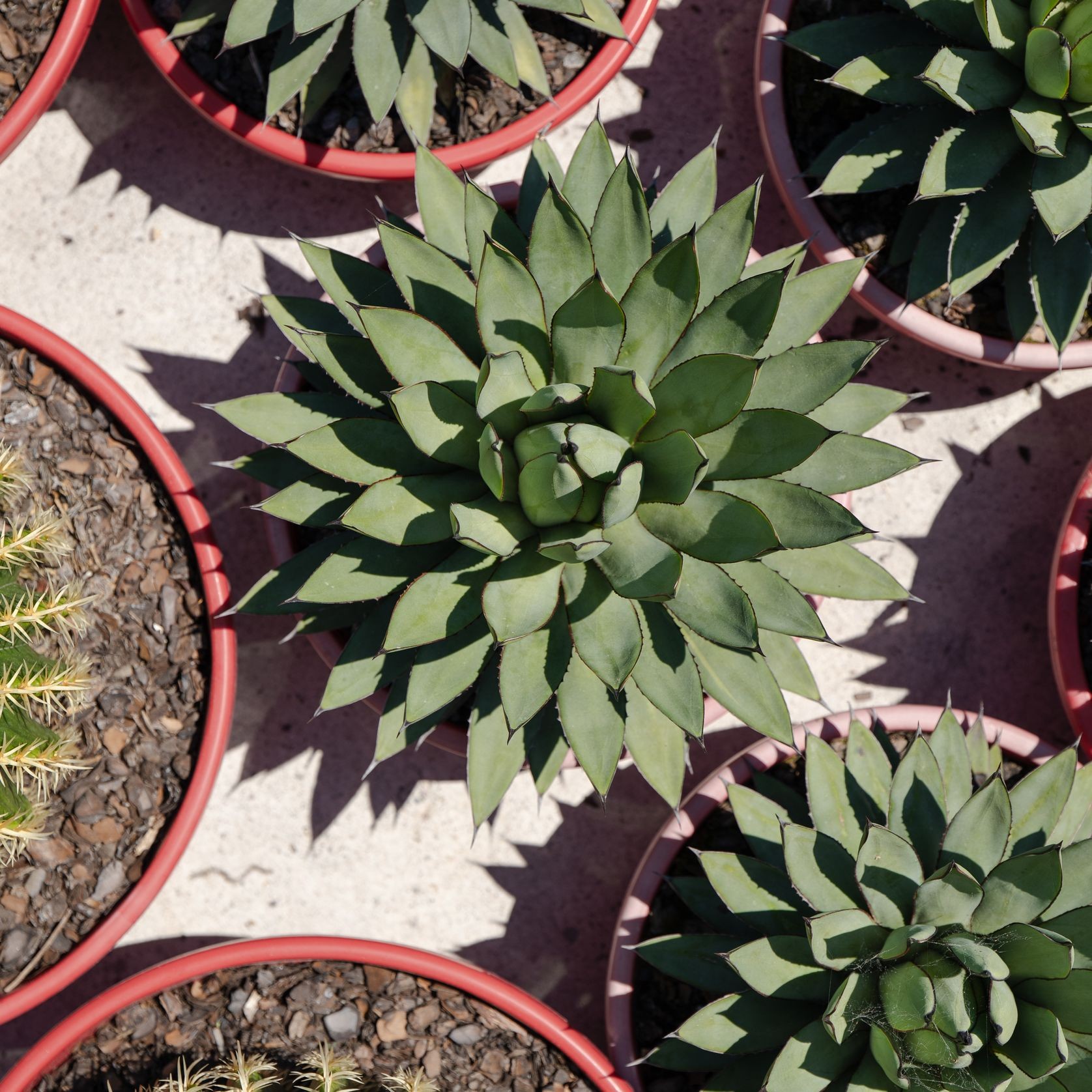 Agave Blue Emperor | Plants gallery detail image