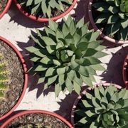 Agave Blue Emperor | Plants gallery detail image