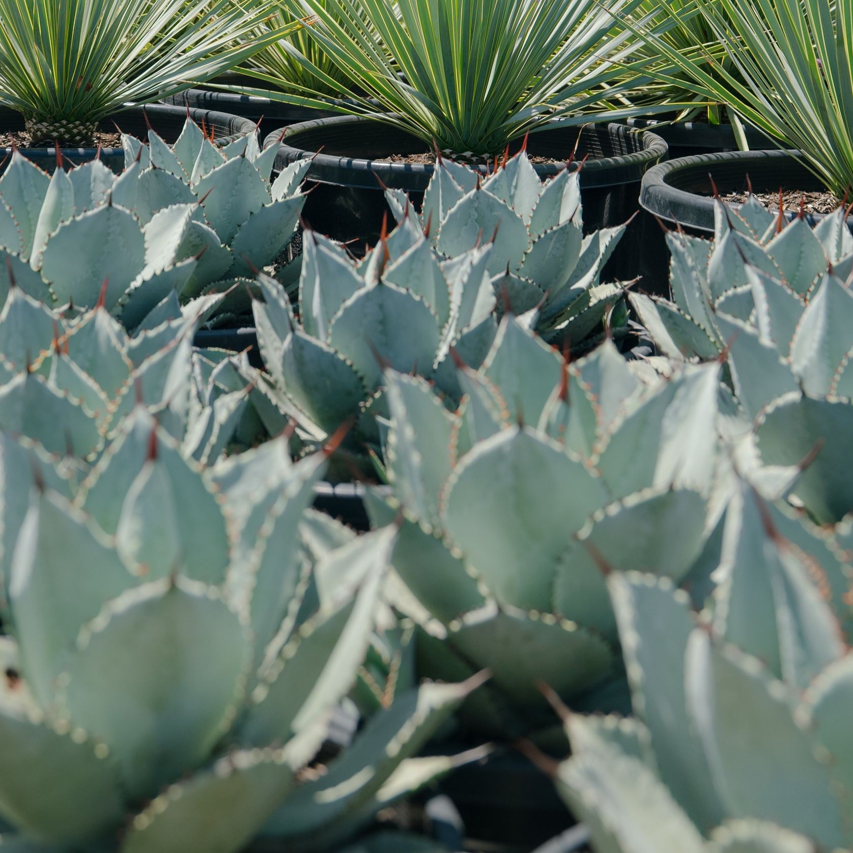 Agave Dragon Toe | Plants gallery detail image