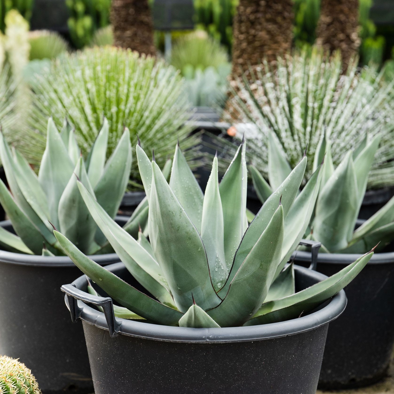 Agave Sharkskin | Plants gallery detail image