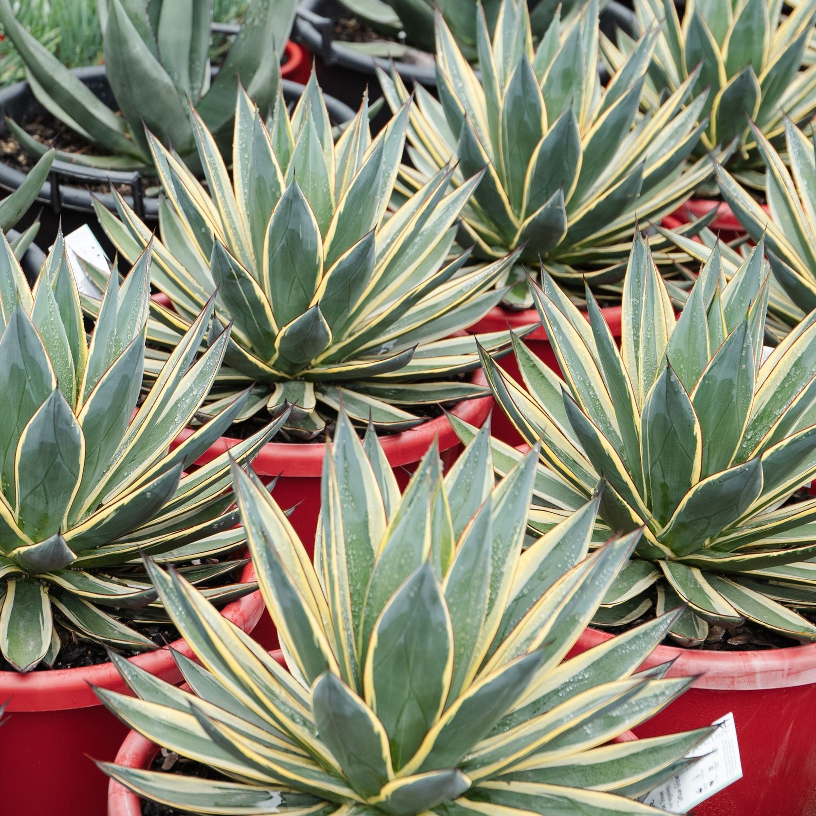 Agave Snow Glow | Plants gallery detail image