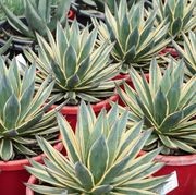 Agave Snow Glow | Plants gallery detail image