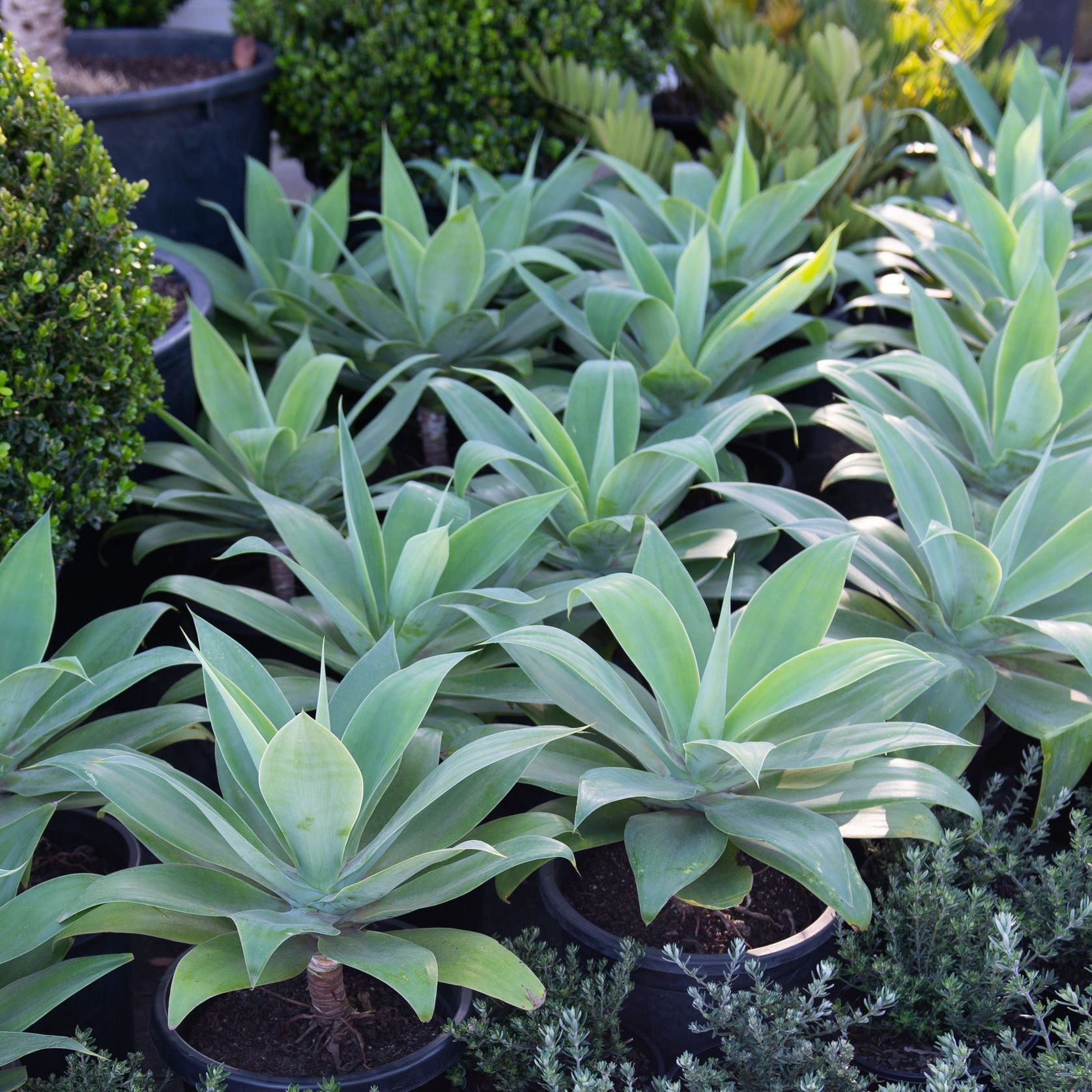 Agave Attenuata | Plants gallery detail image