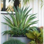 Agave Desmettiana El Miradores Gold | Plants gallery detail image