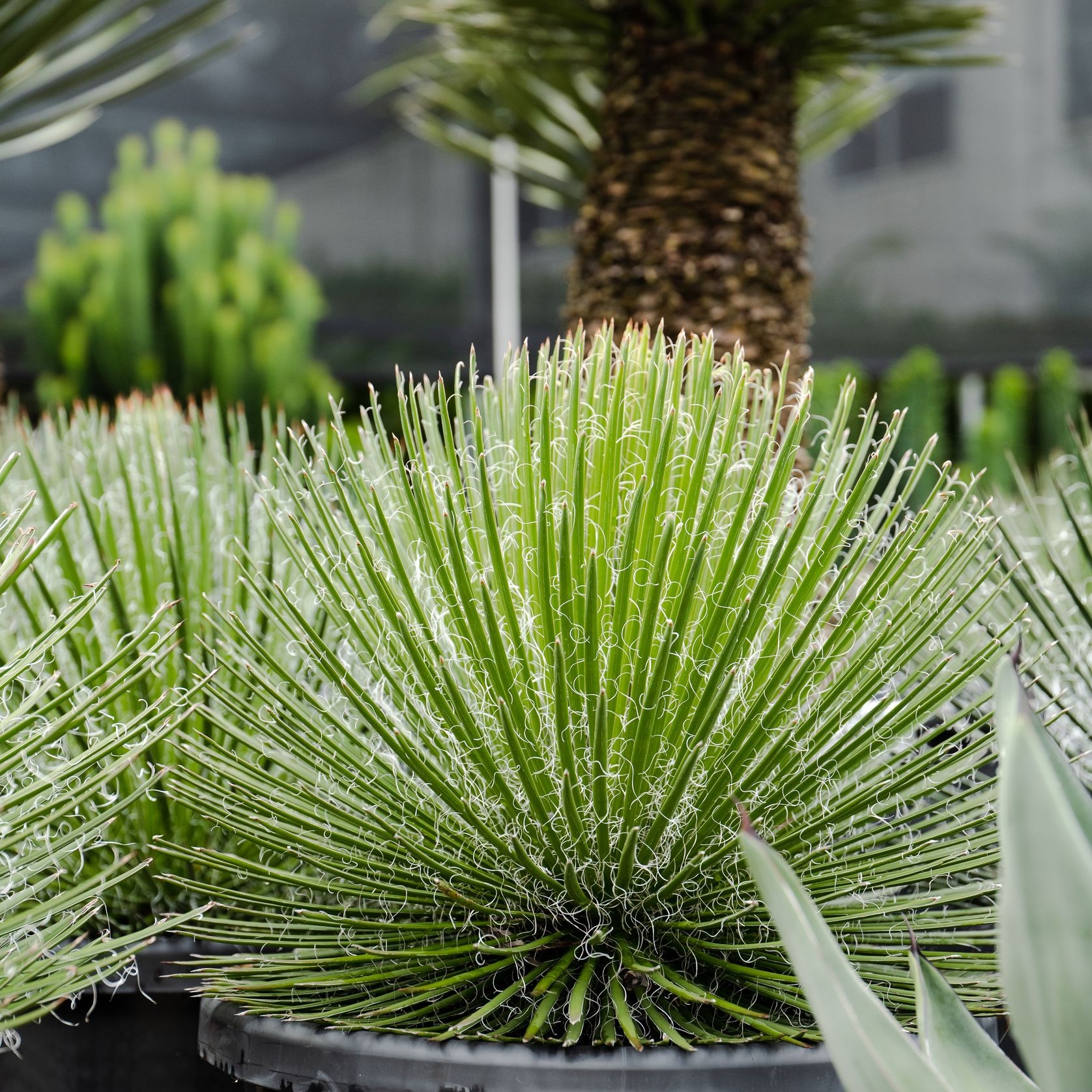 Agave Geminiflora | Plants gallery detail image
