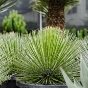 Agave Geminiflora | Plants gallery detail image