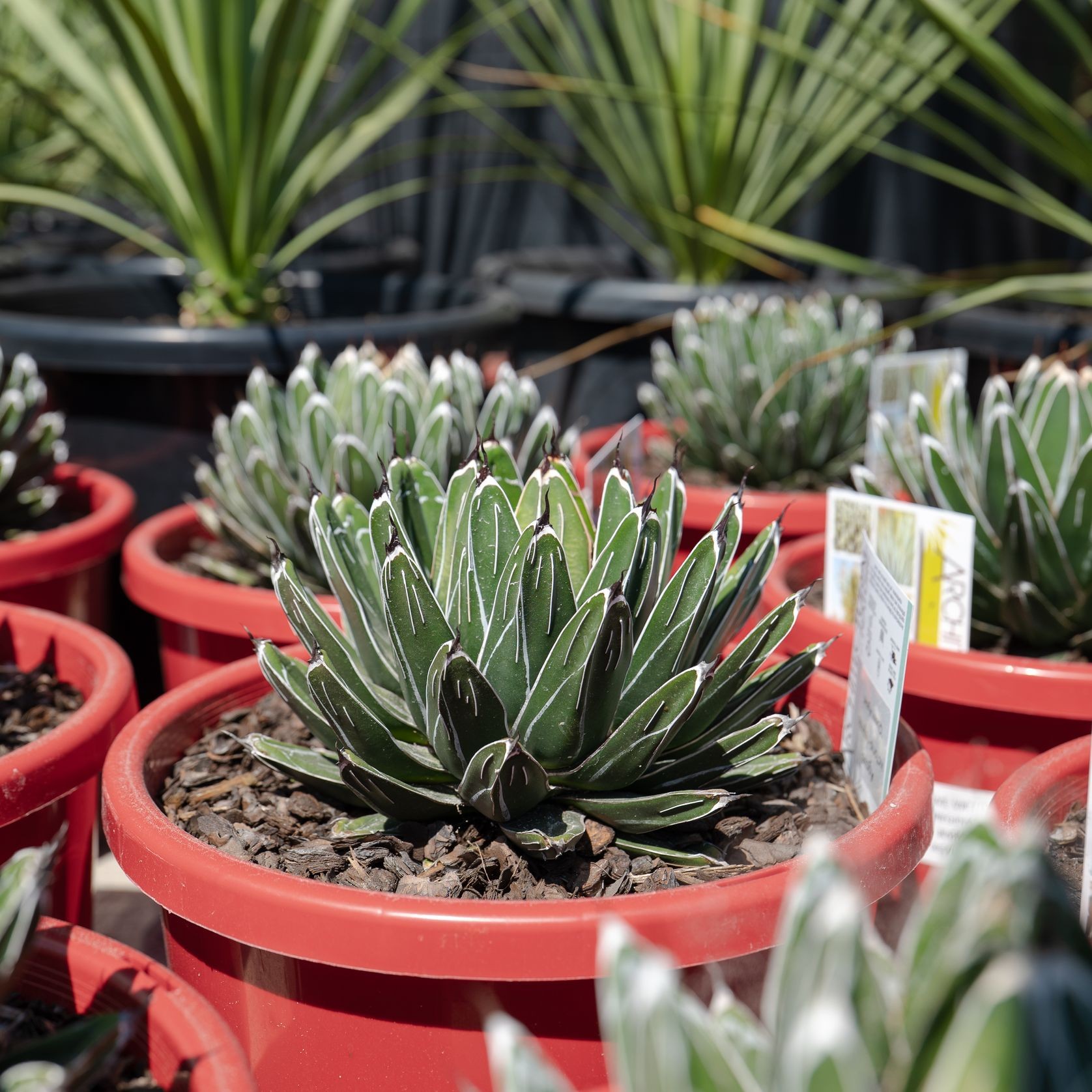 Agave Victoriae-Reginae | Plants gallery detail image