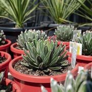 Agave Victoriae-Reginae | Plants gallery detail image