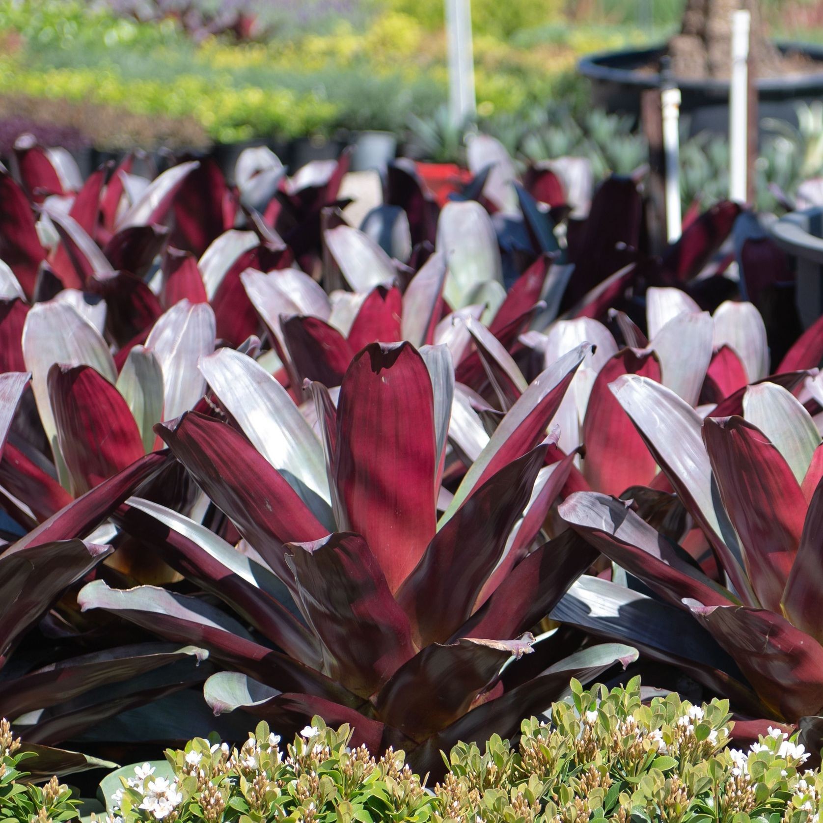 Alcantarea Imperialis Silver Plum | Plants gallery detail image
