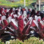 Alcantarea Imperialis Silver Plum | Plants gallery detail image