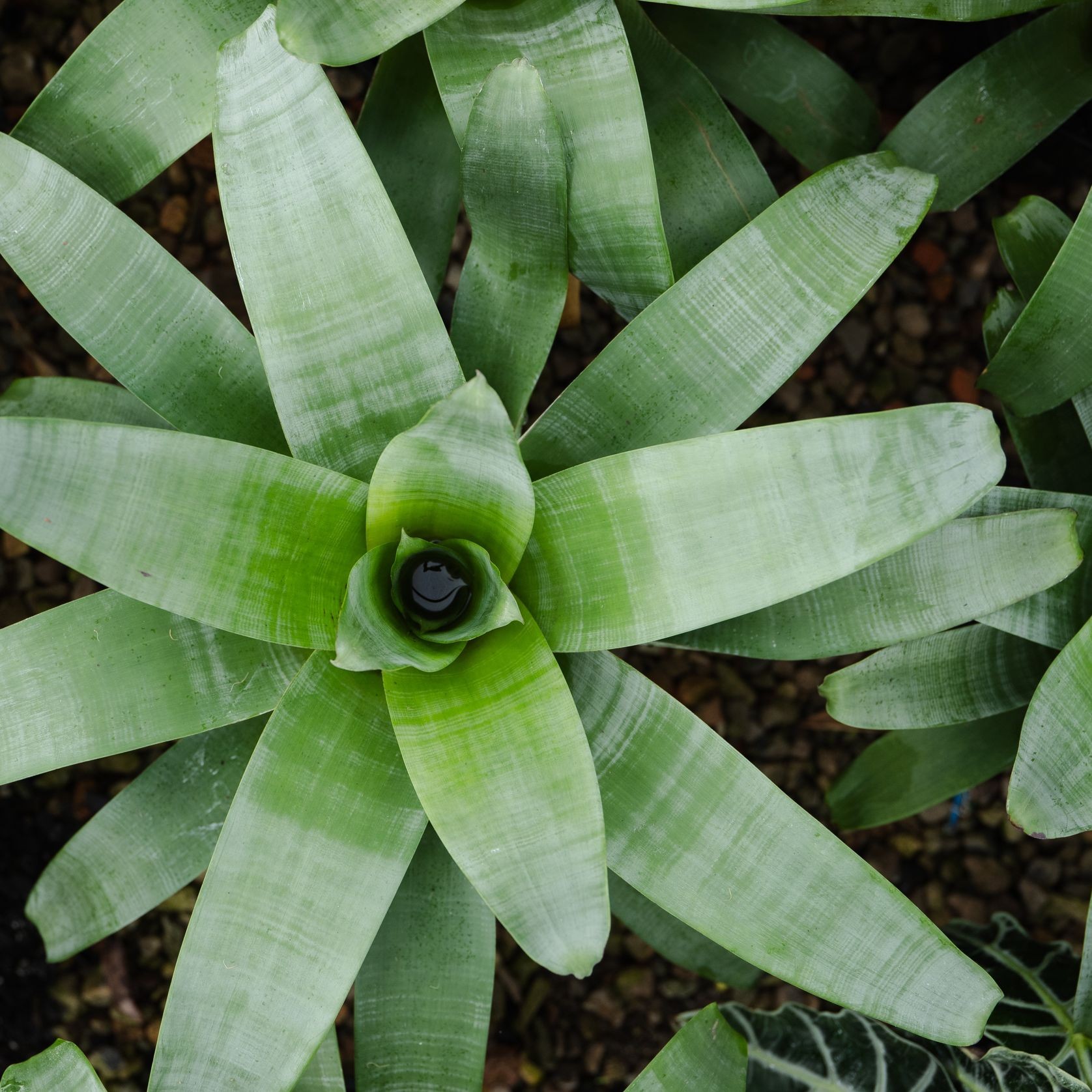 Alcantarea Imperialis | Plants gallery detail image
