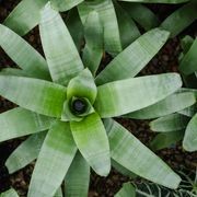 Alcantarea Imperialis | Plants gallery detail image