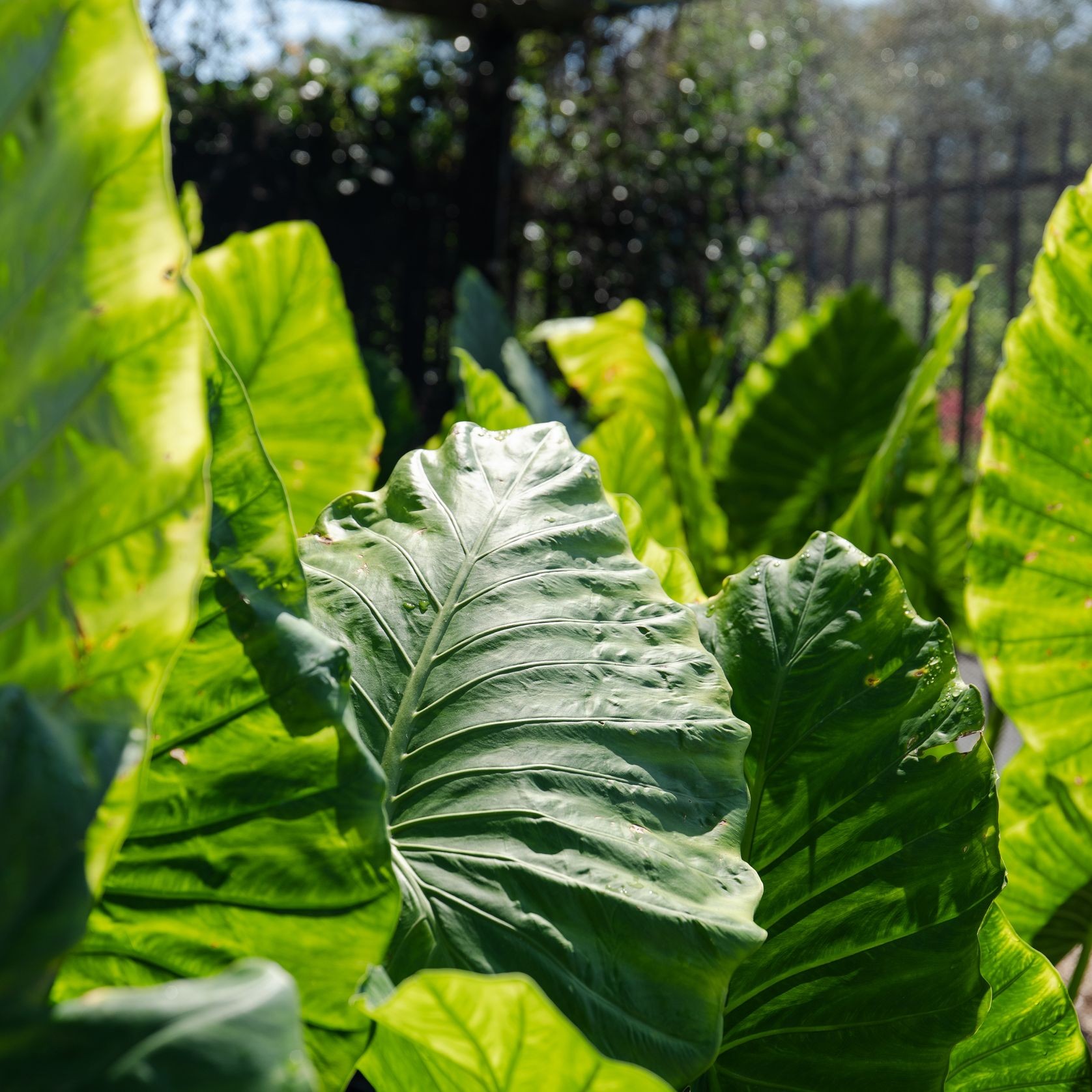 Alocasia Macrorrhizos | Plants gallery detail image