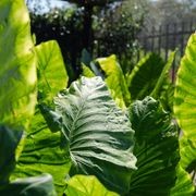 Alocasia Macrorrhizos | Plants gallery detail image