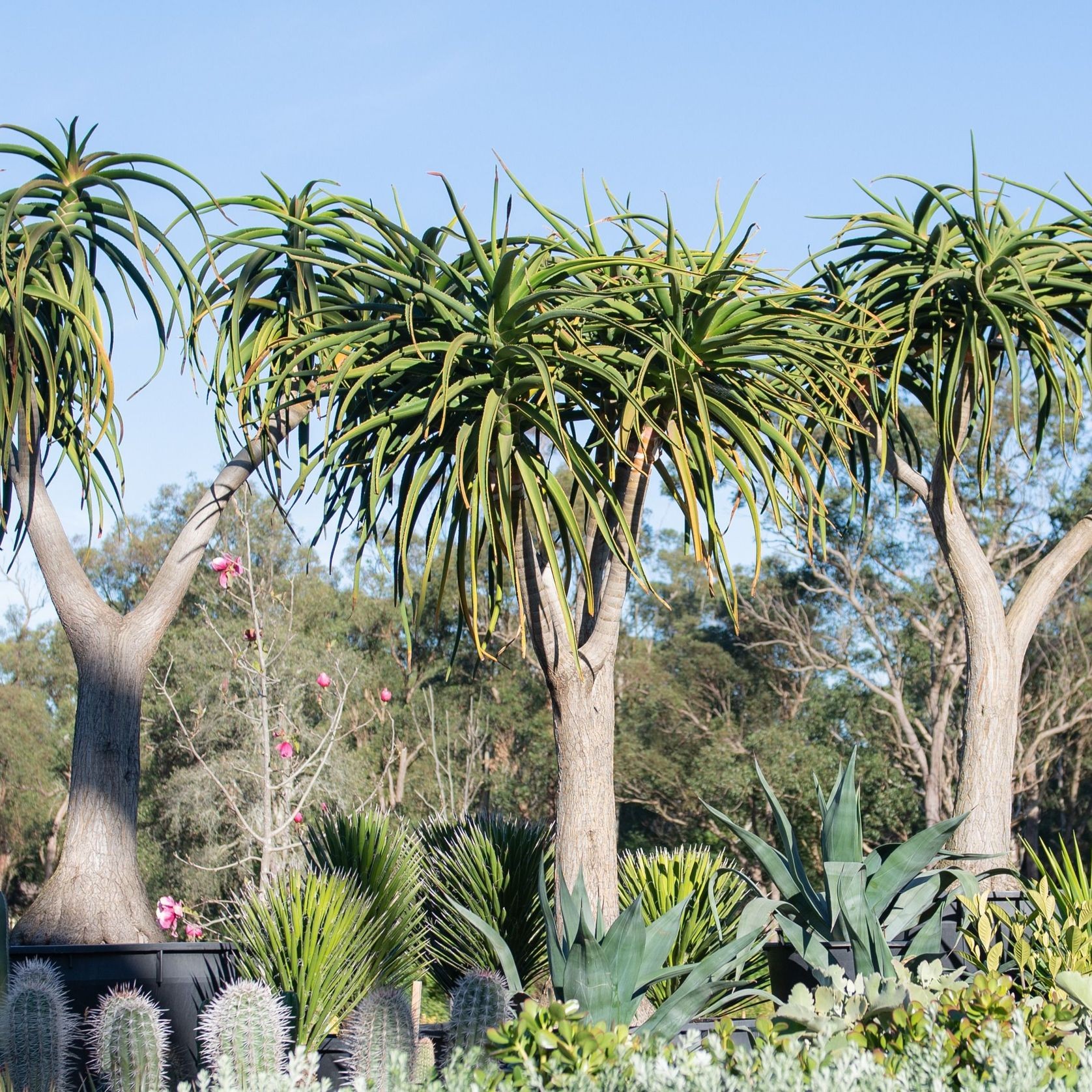 Aloidendron Barberae | Plants gallery detail image