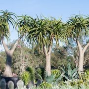 Aloidendron Barberae | Plants gallery detail image