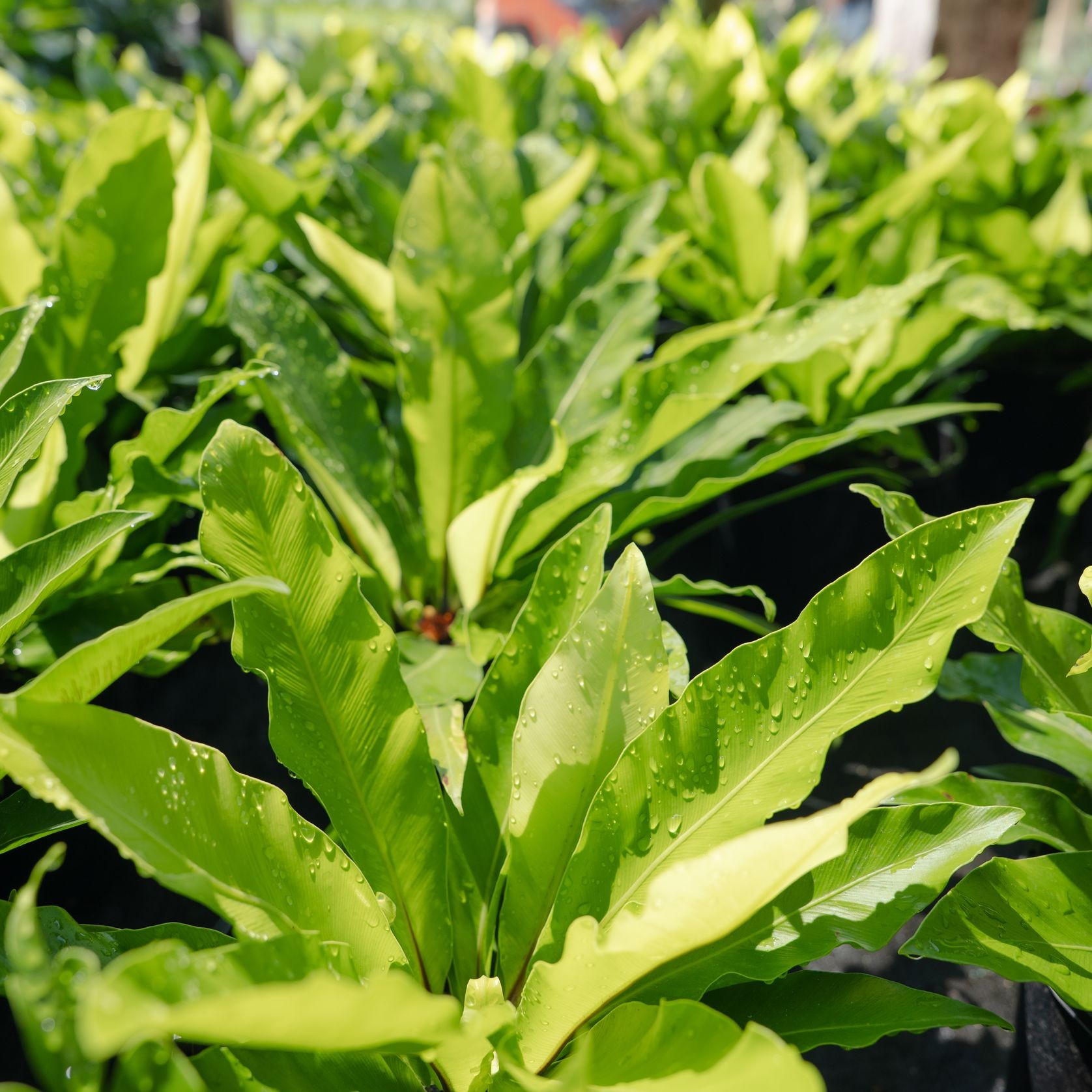 Asplenium Australasicum | Plants gallery detail image
