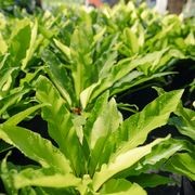 Asplenium Australasicum | Plants gallery detail image