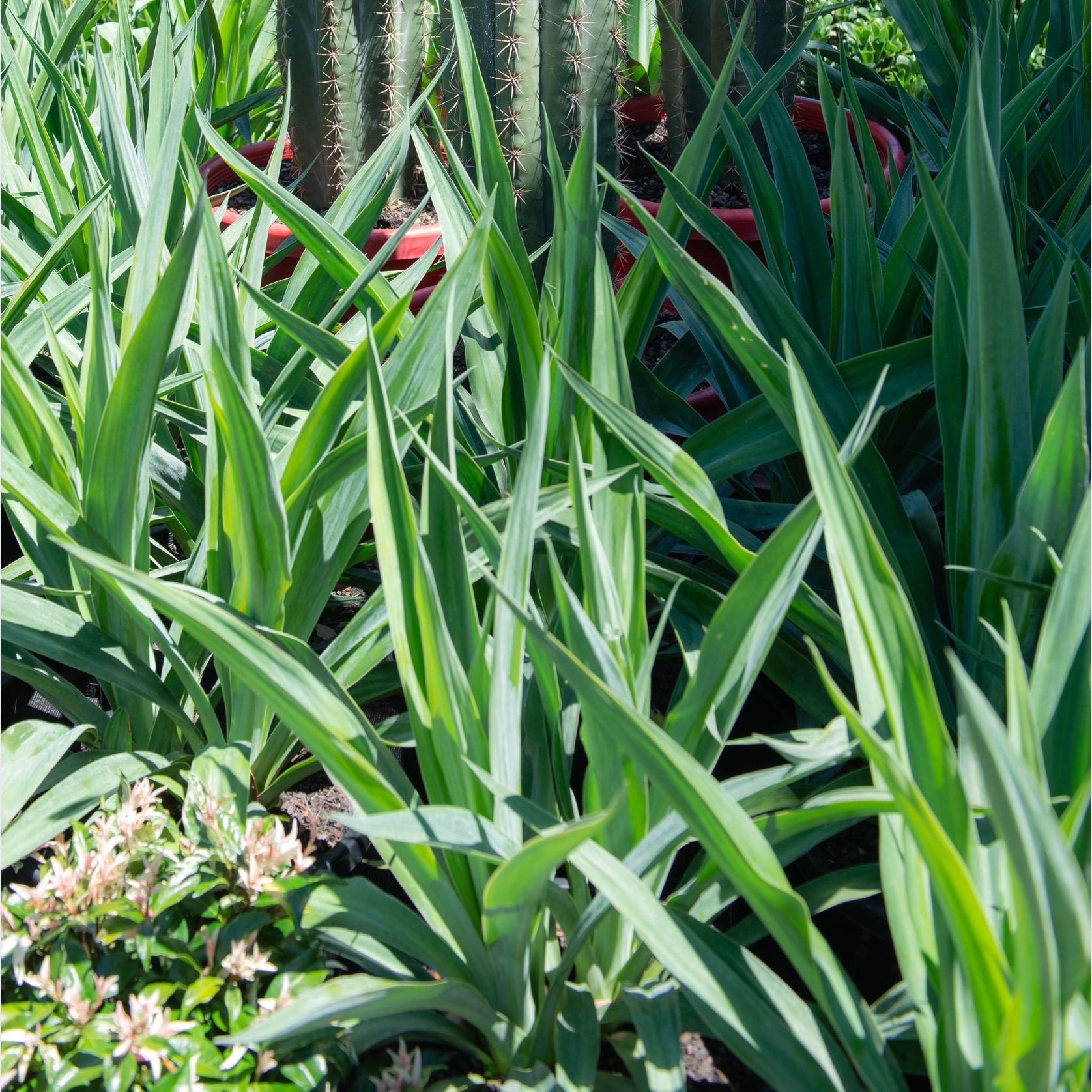 Beschorneria Yuccoides | Plants gallery detail image