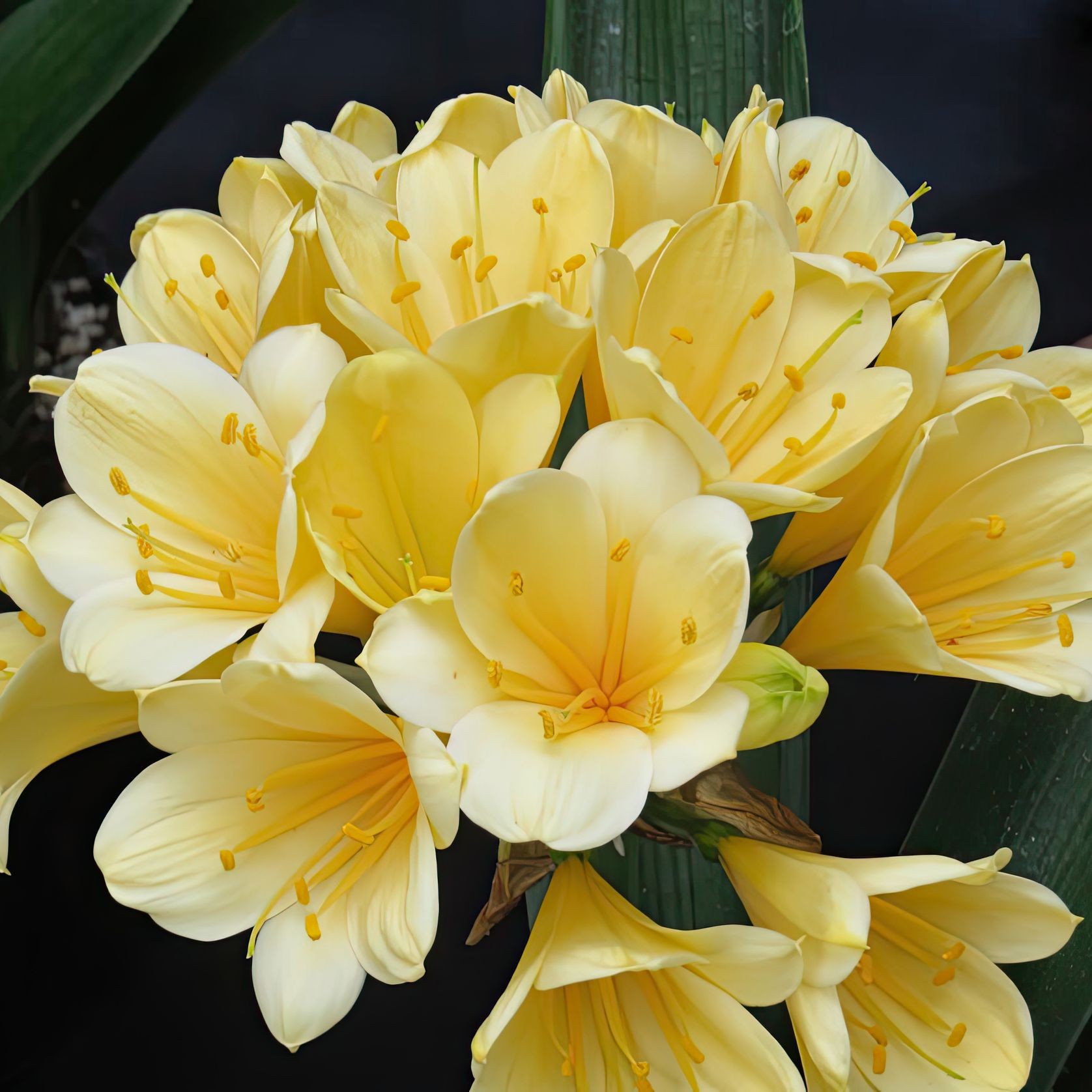 Clivia Miniata 'Yellow' / Kaffir Lily gallery detail image