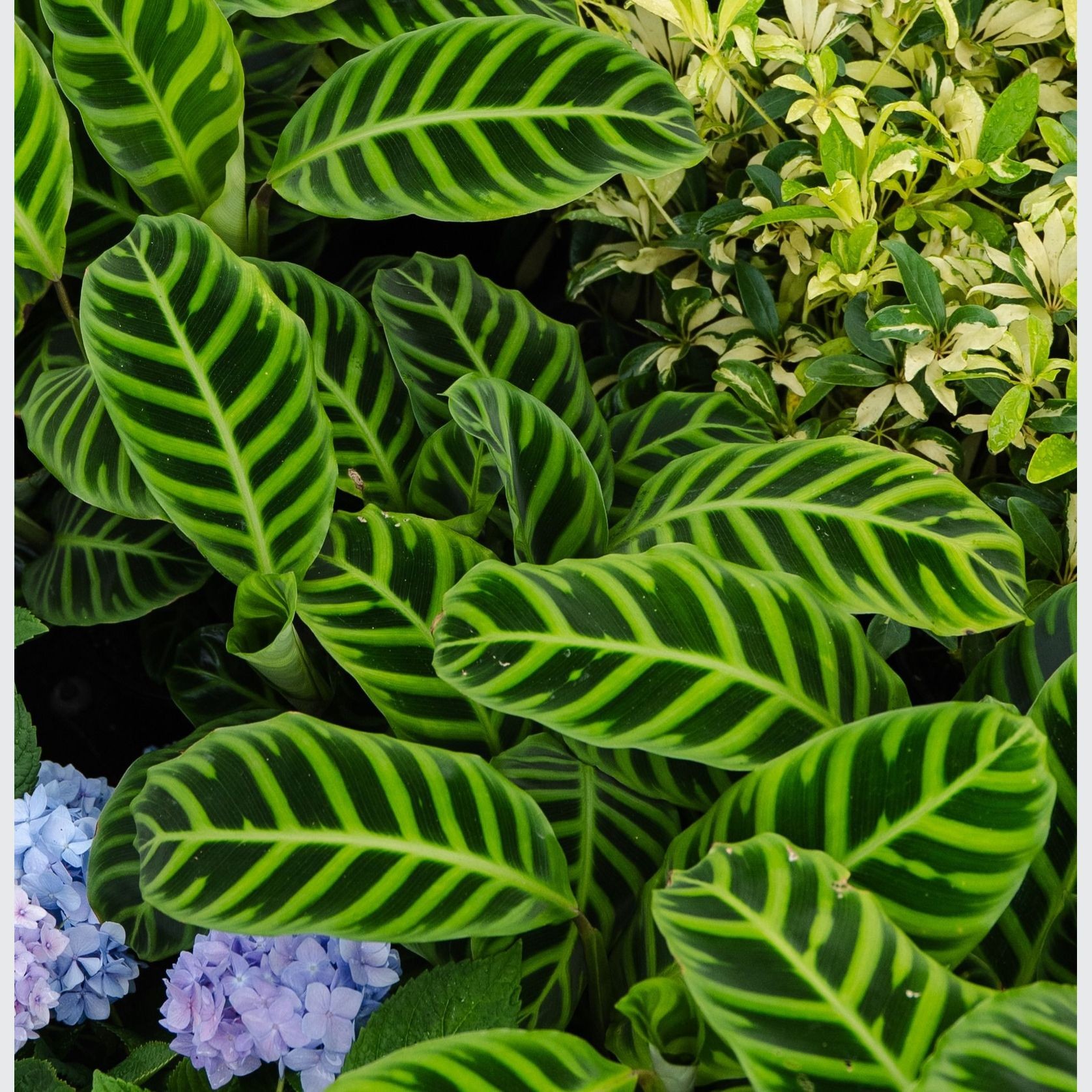 Calathea Zebrina | Plants gallery detail image
