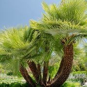 Chamaerops Humilis | Plants gallery detail image