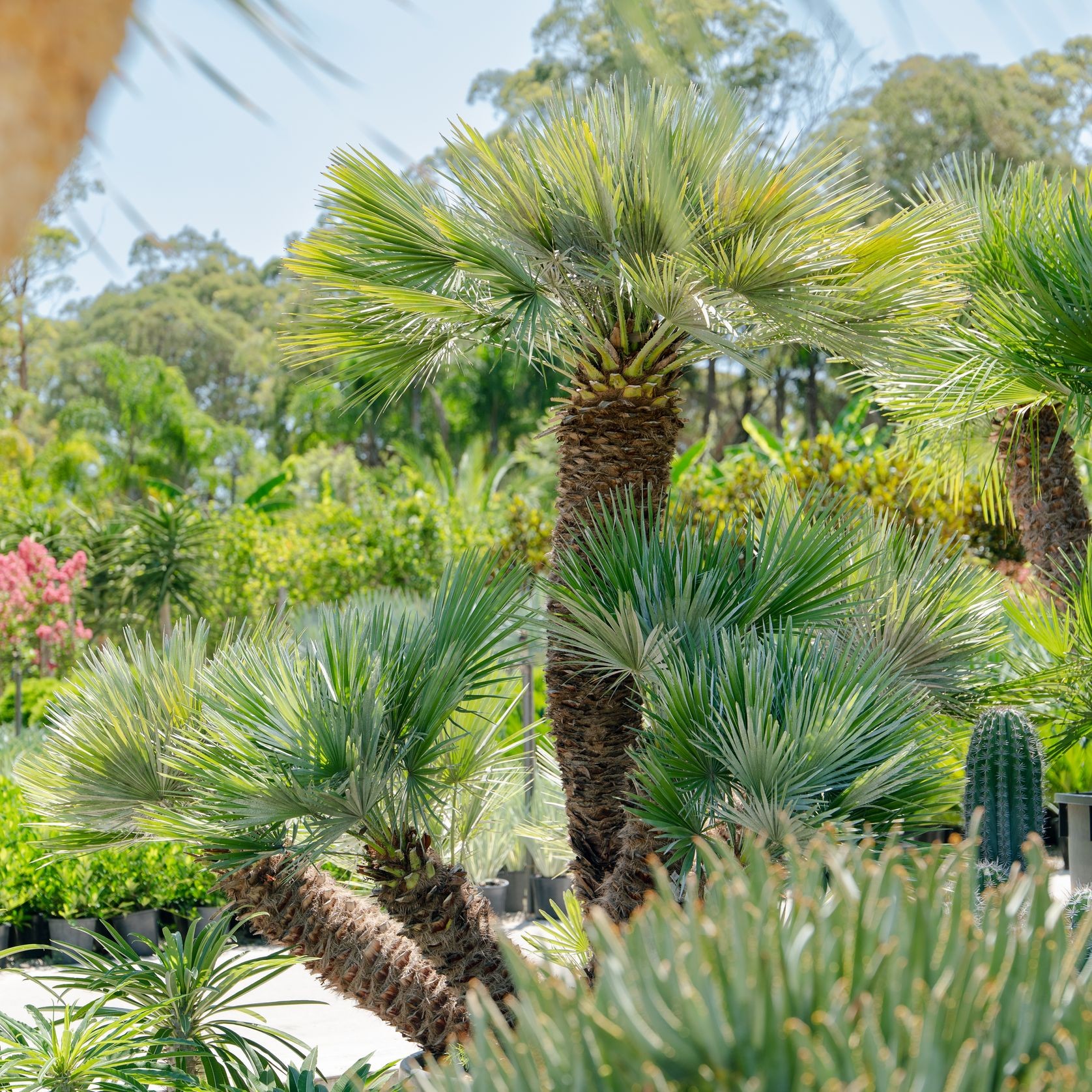 Chamaerops Humilis | Plants gallery detail image