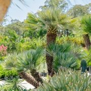 Chamaerops Humilis | Plants gallery detail image