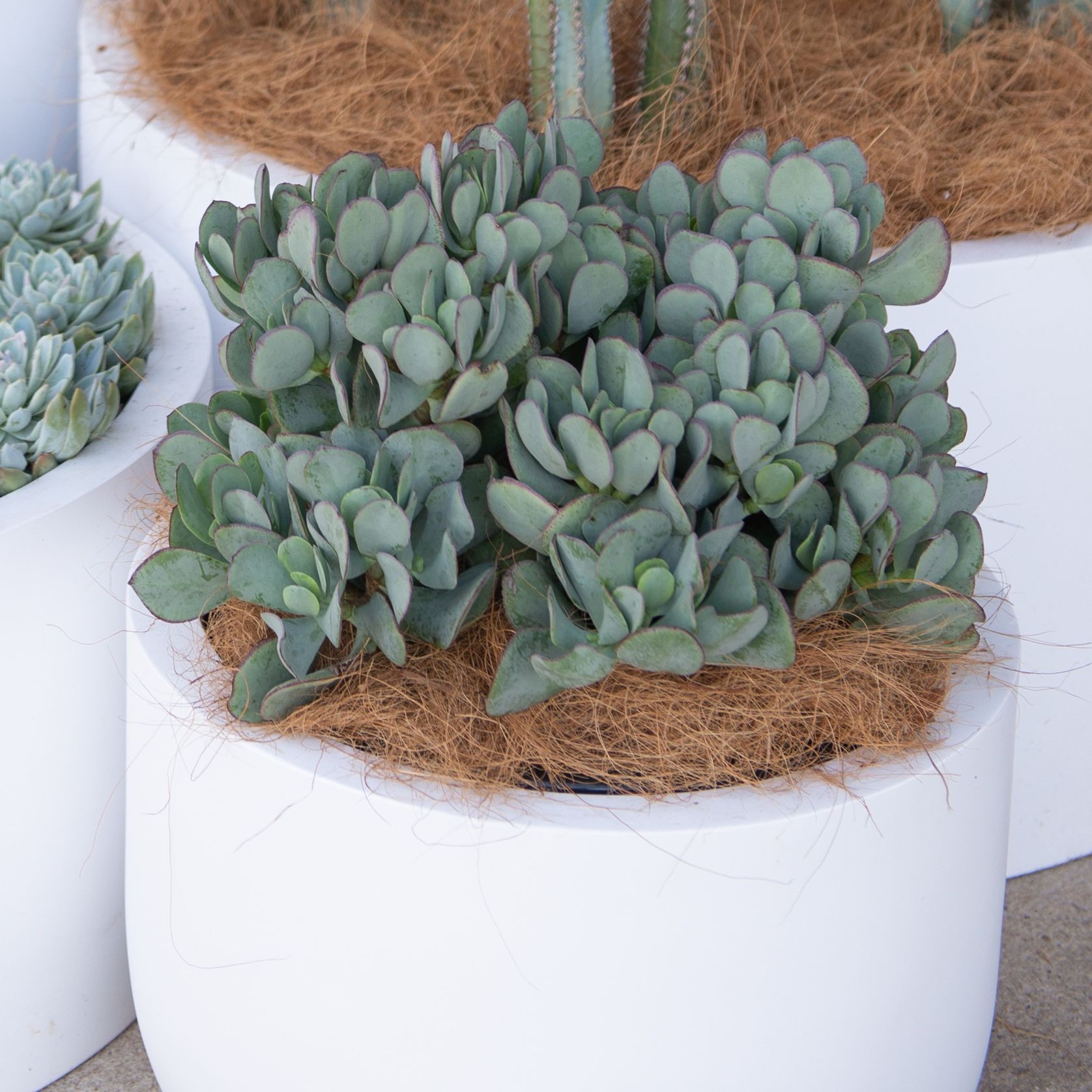 Crassula Bluebird | Plants gallery detail image