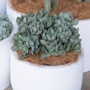 Crassula Bluebird | Plants gallery detail image