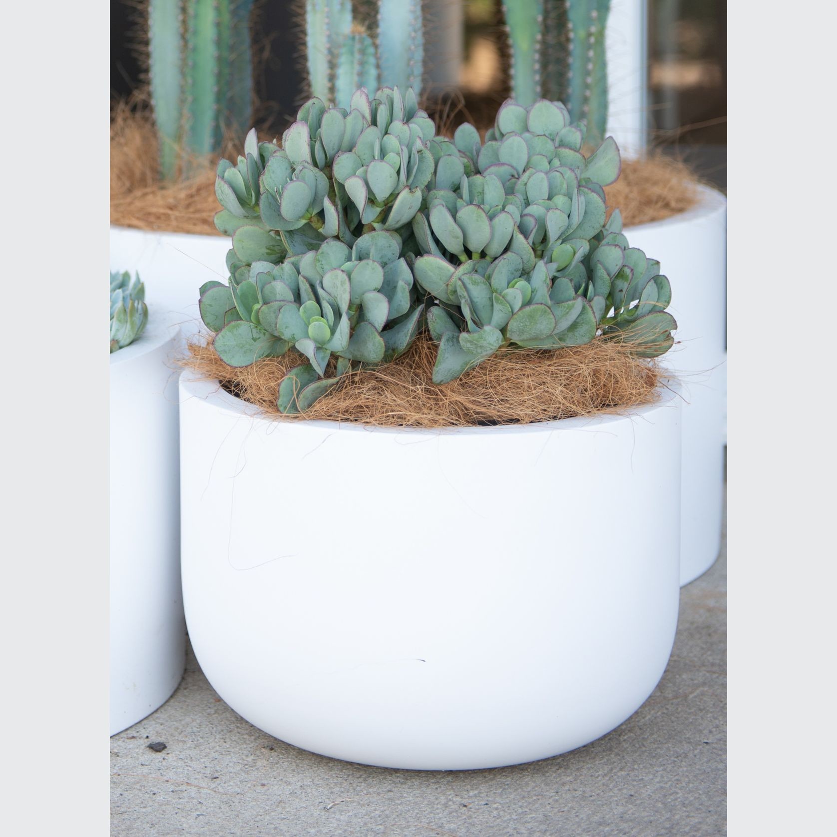 Crassula Bluebird | Plants gallery detail image