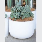 Crassula Bluebird | Plants gallery detail image