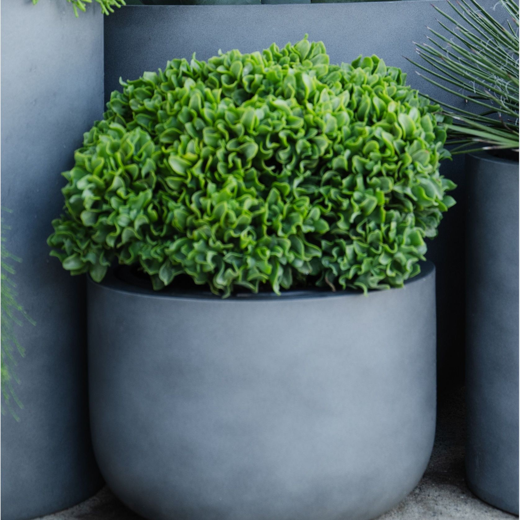Crassula Max Cook | Plants gallery detail image