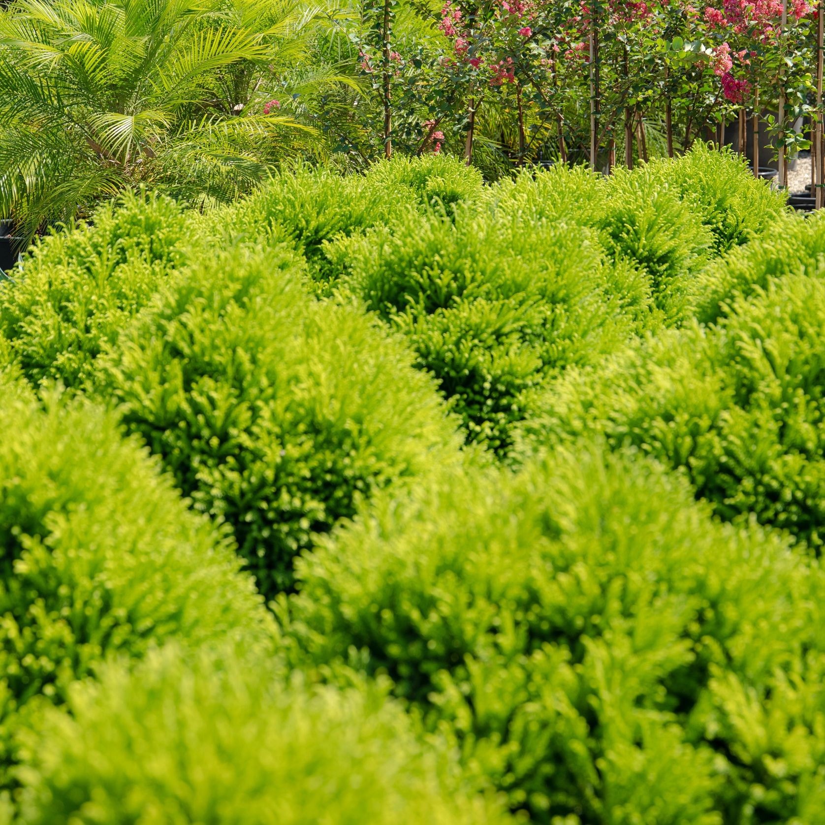 Cryptomeria Japonica Globosa Nana | Plants gallery detail image