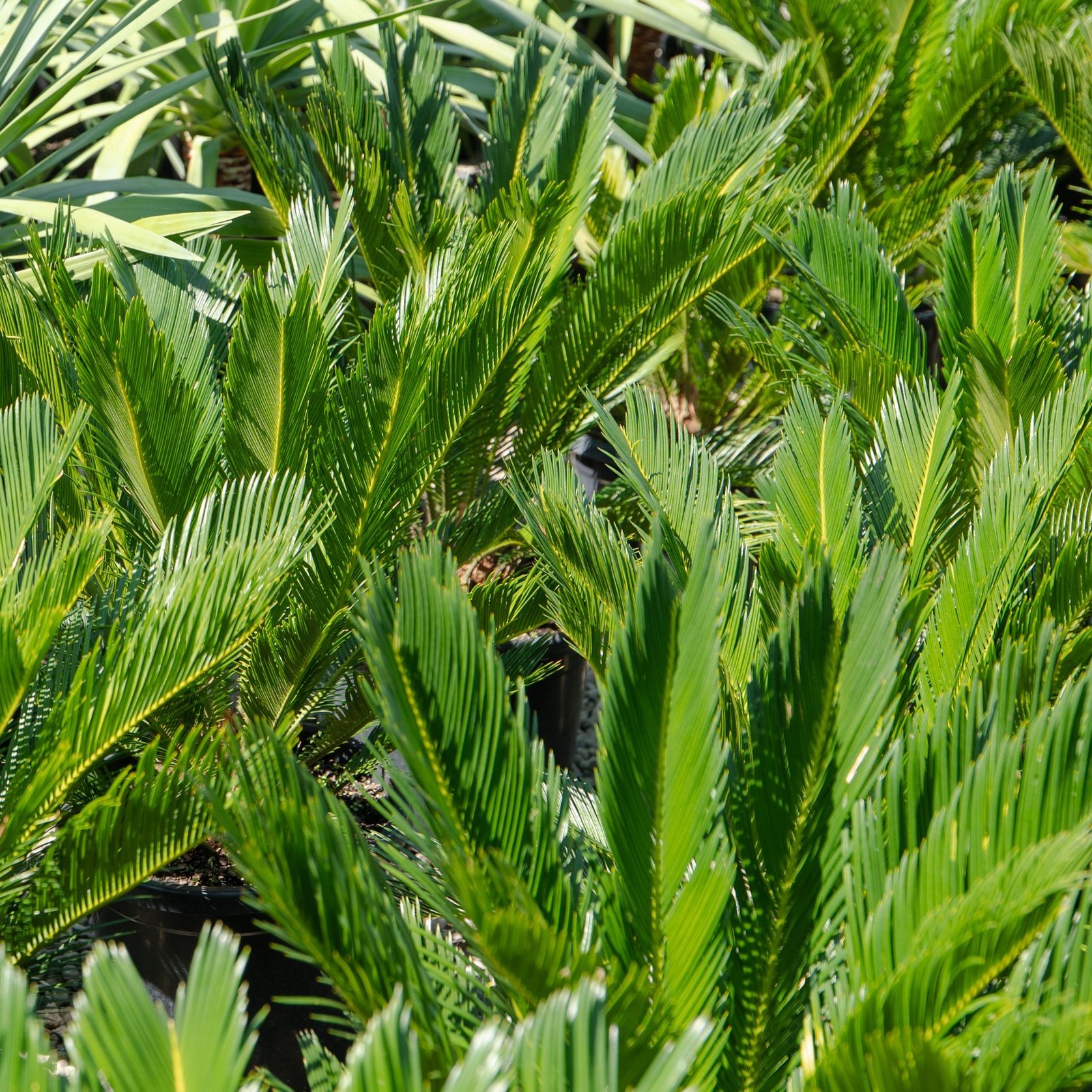 Cycas Revoluta | Plants gallery detail image