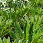 Cycas Revoluta | Plants gallery detail image
