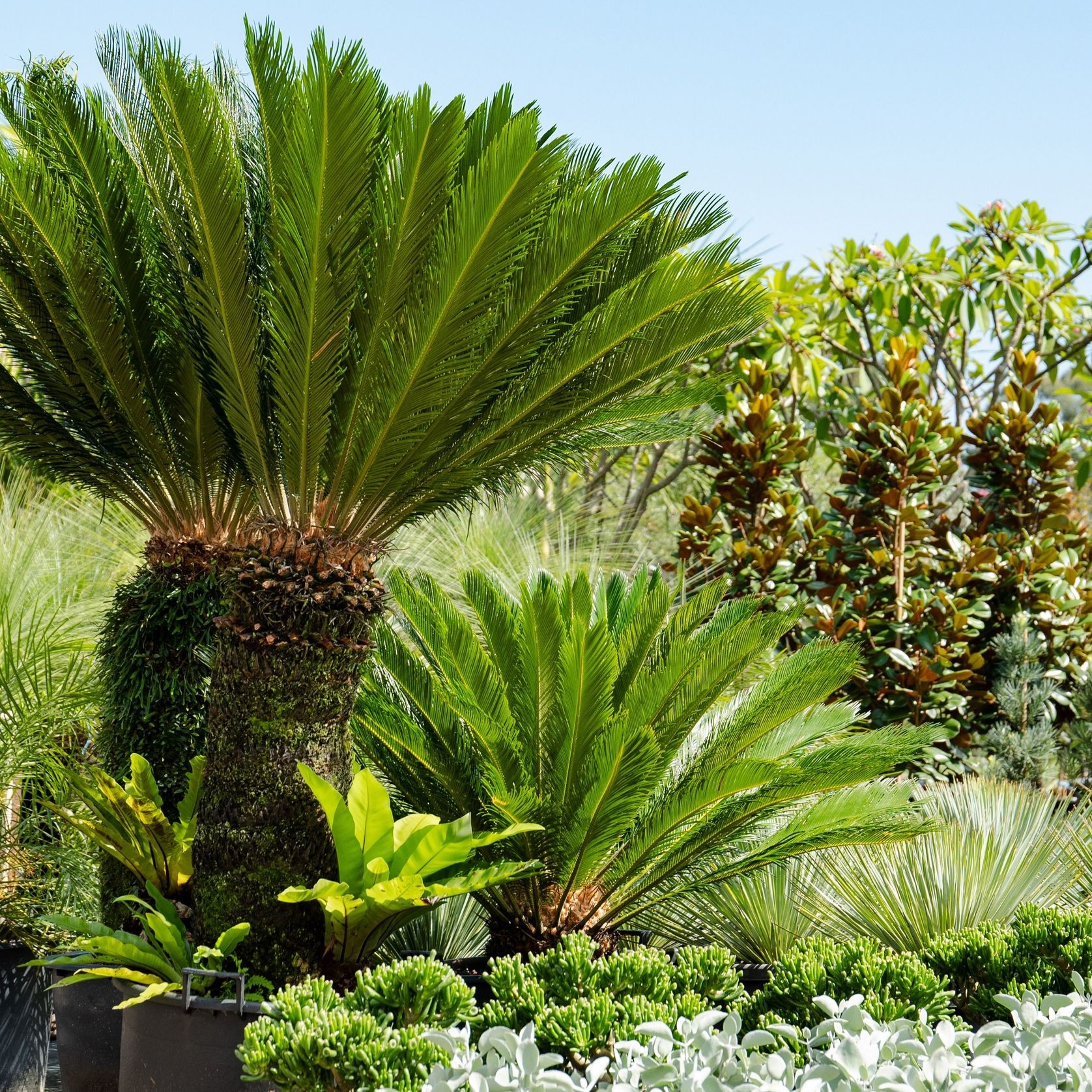 Cycas Revoluta | Plants gallery detail image
