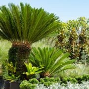Cycas Revoluta | Plants gallery detail image