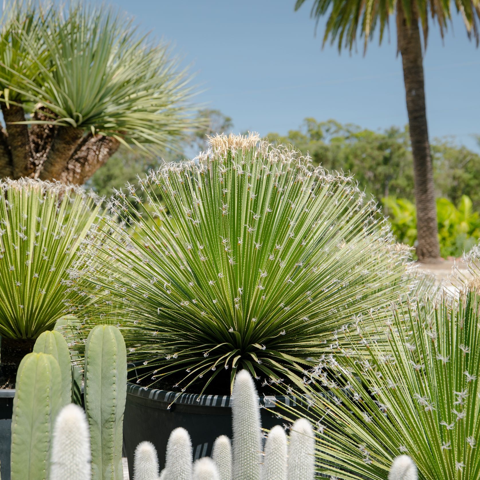 Dasylirion Acrotrichum | Plants gallery detail image